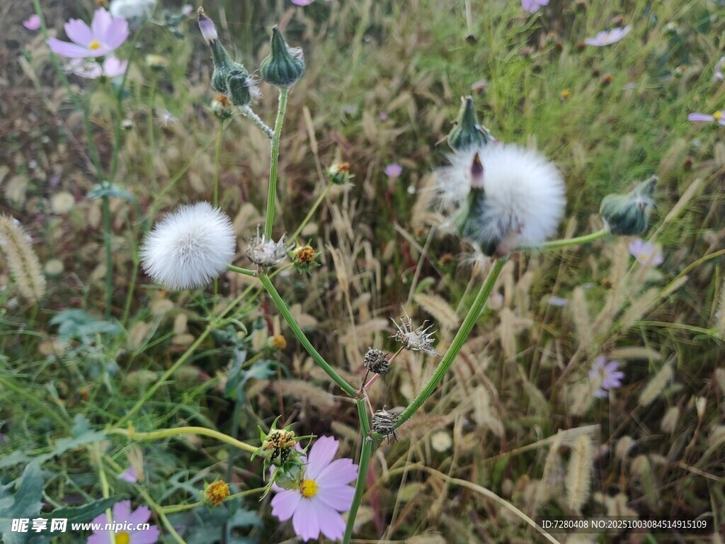 草丛中的蒲公英与小花
