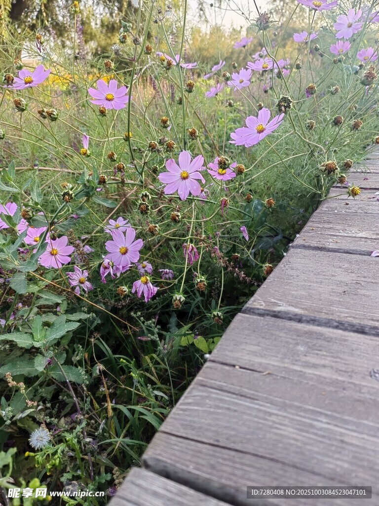 格桑花