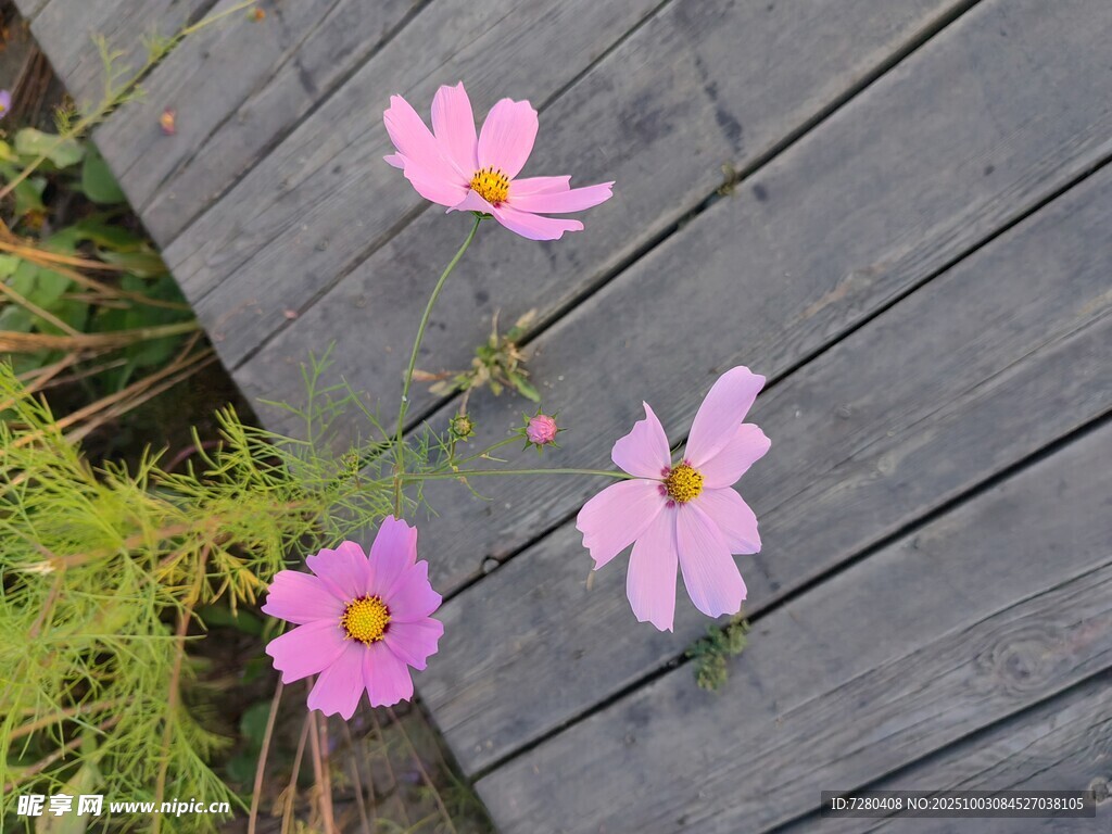 木板上绽放的娇艳格桑花