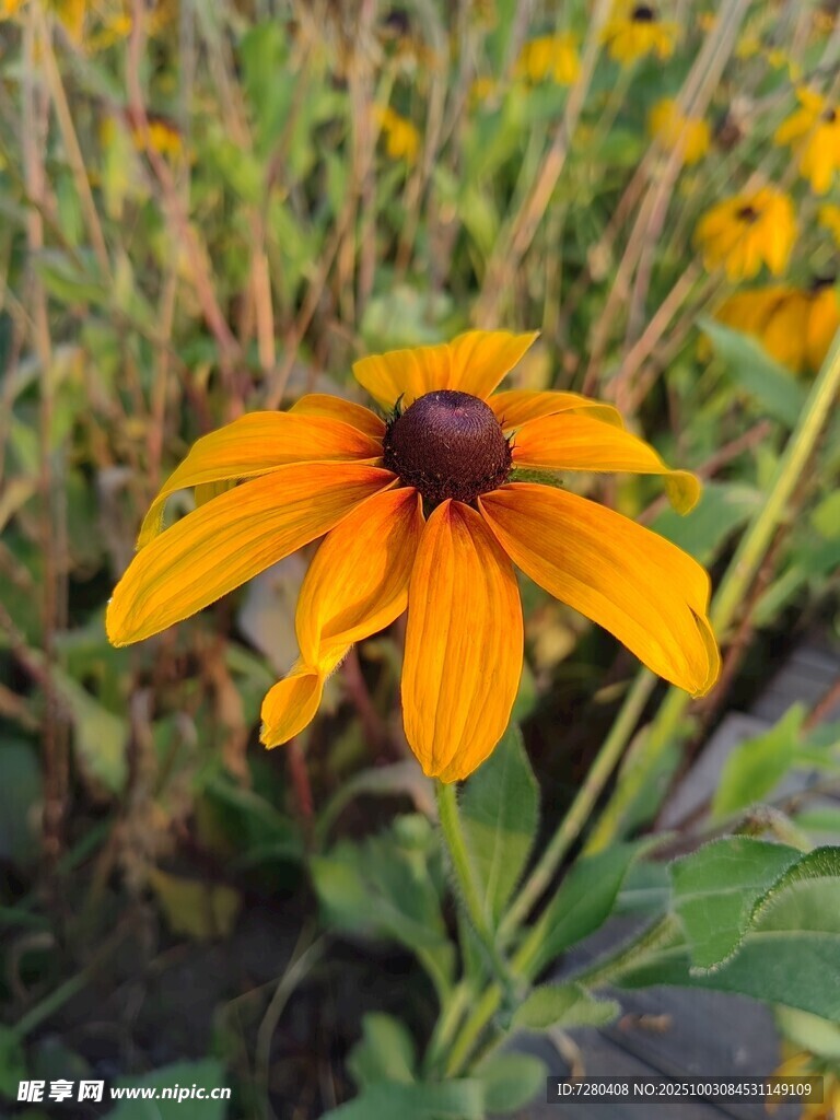 黄色黑心菊绽放于草丛