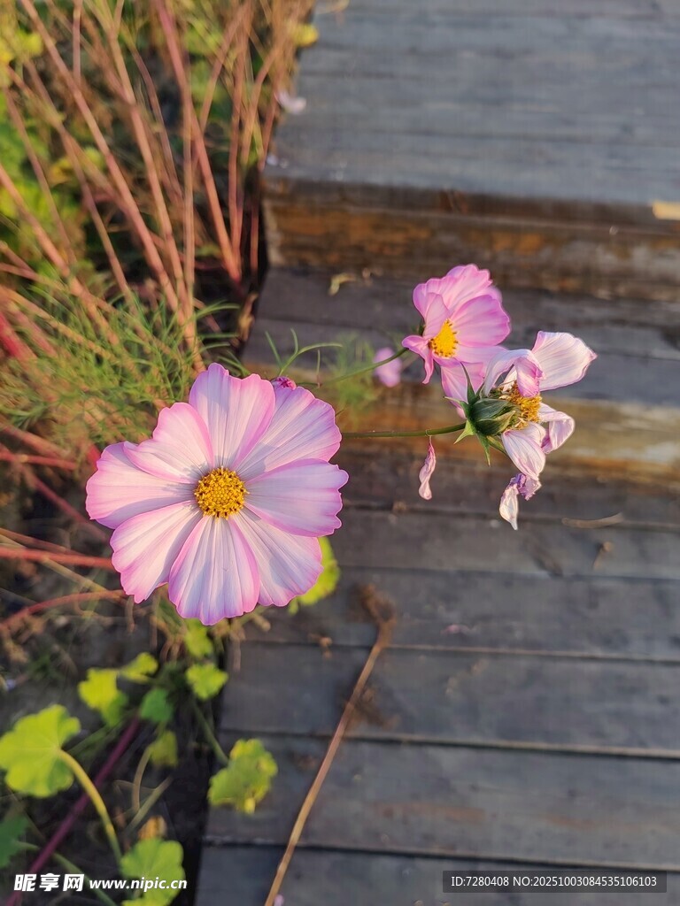 木板旁绽放的娇嫩粉花