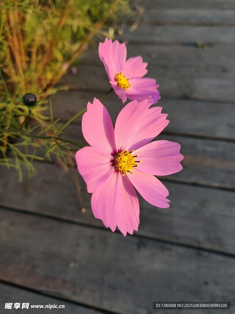 木板上绽放的娇艳格桑花