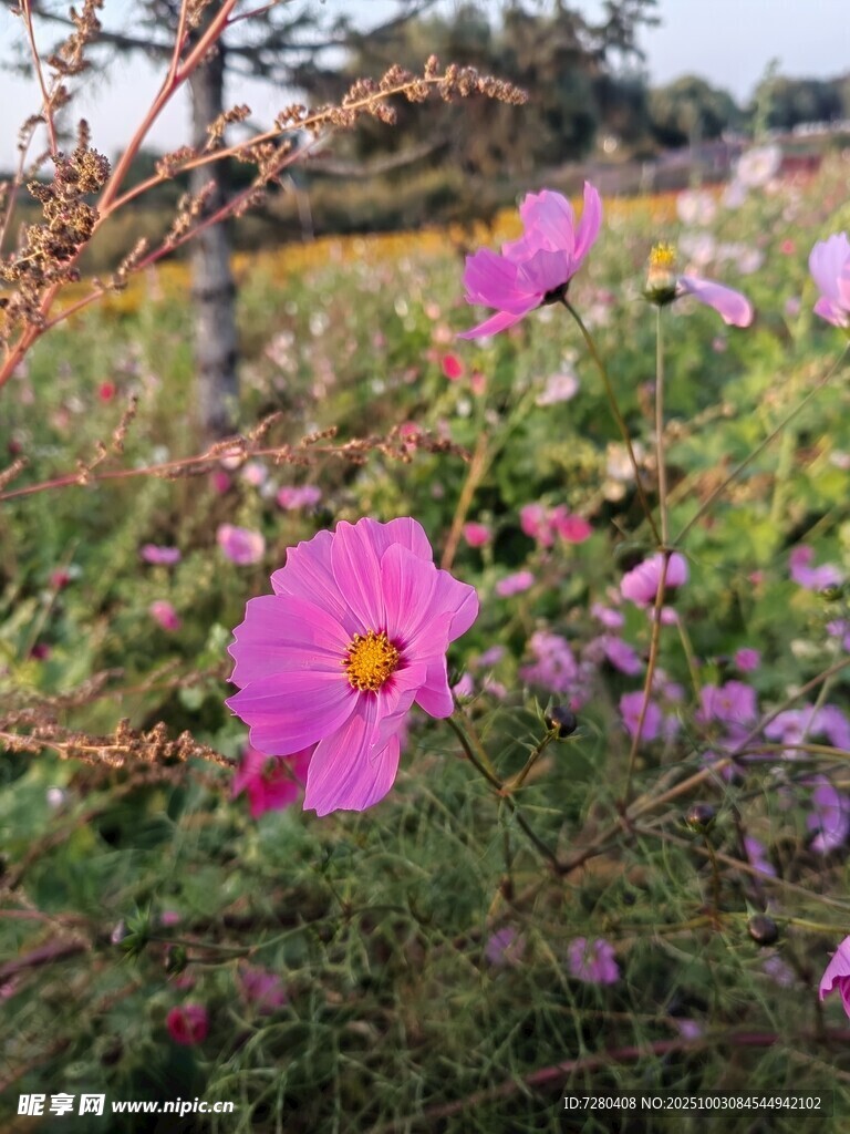 格桑花