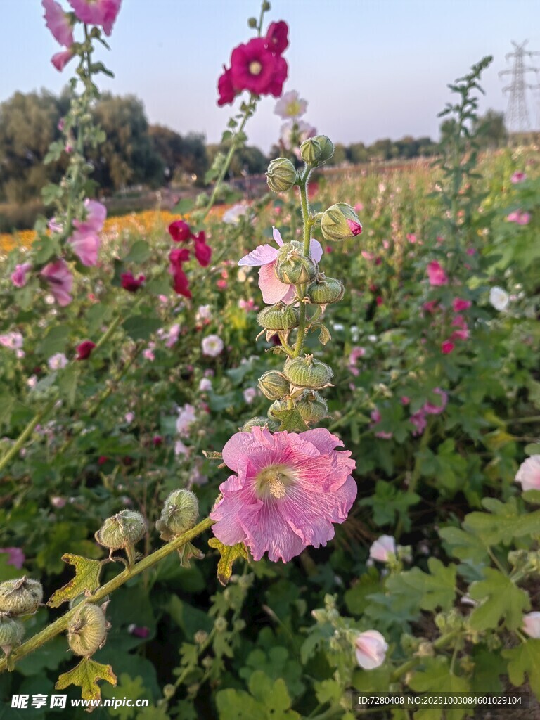 缤纷多彩的美丽花卉景观