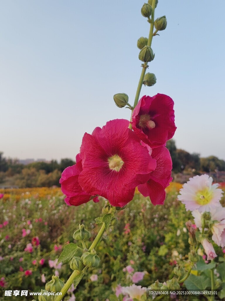 田野中绽放的艳丽蜀葵花