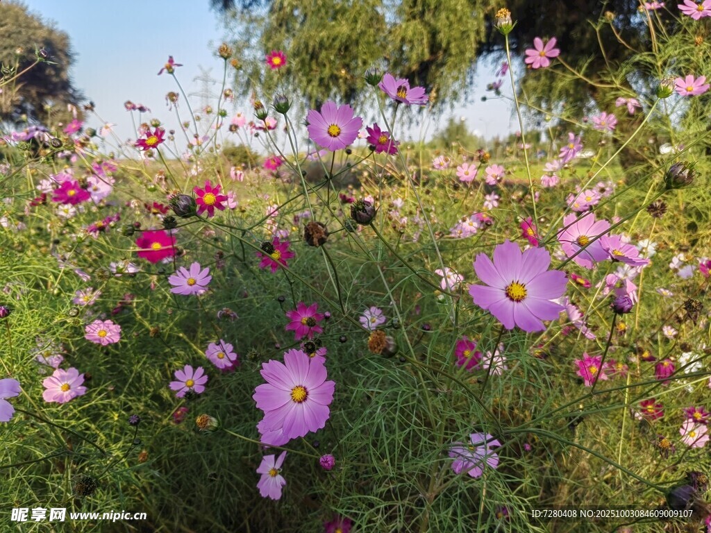格桑花