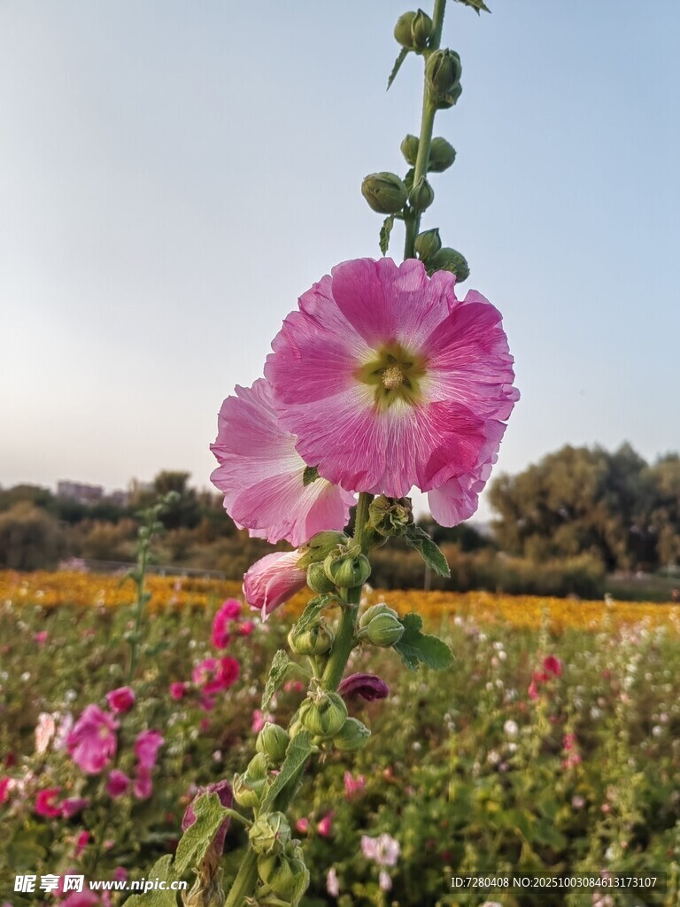田野中绽放的美丽蜀葵花