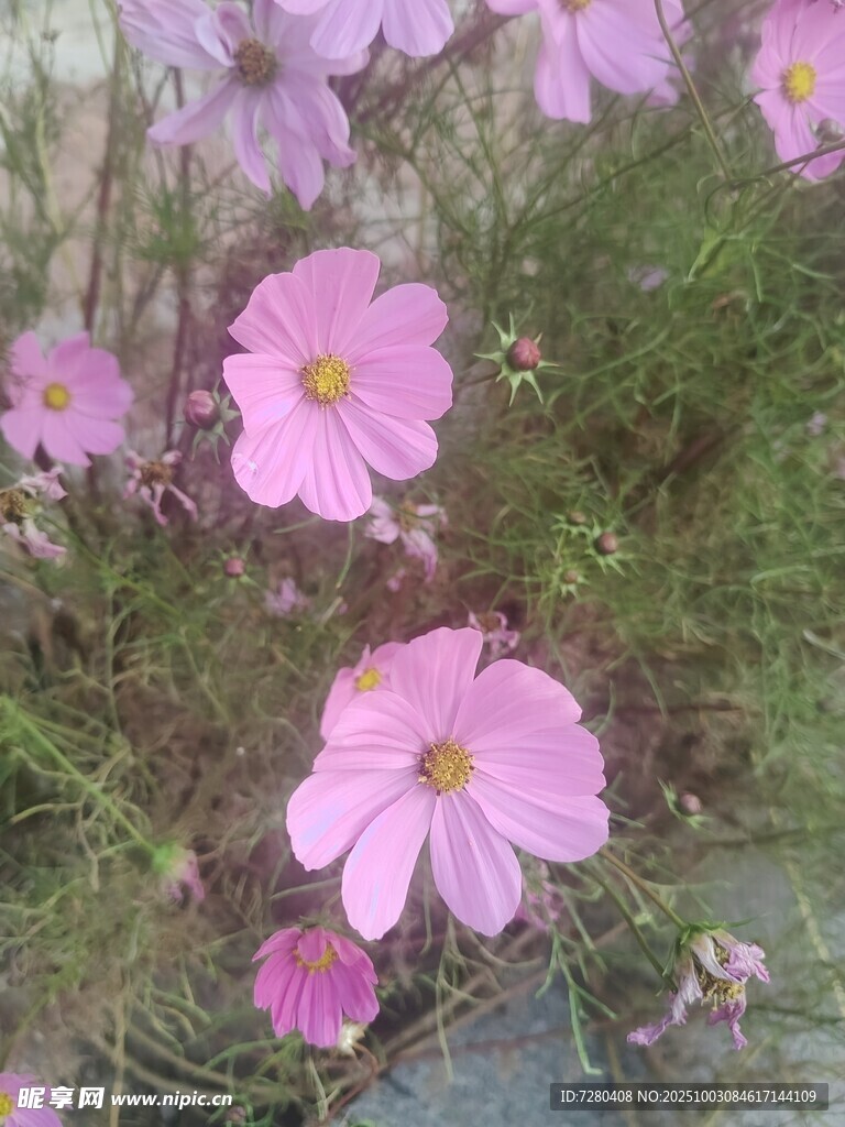 粉色波斯菊绽放美景