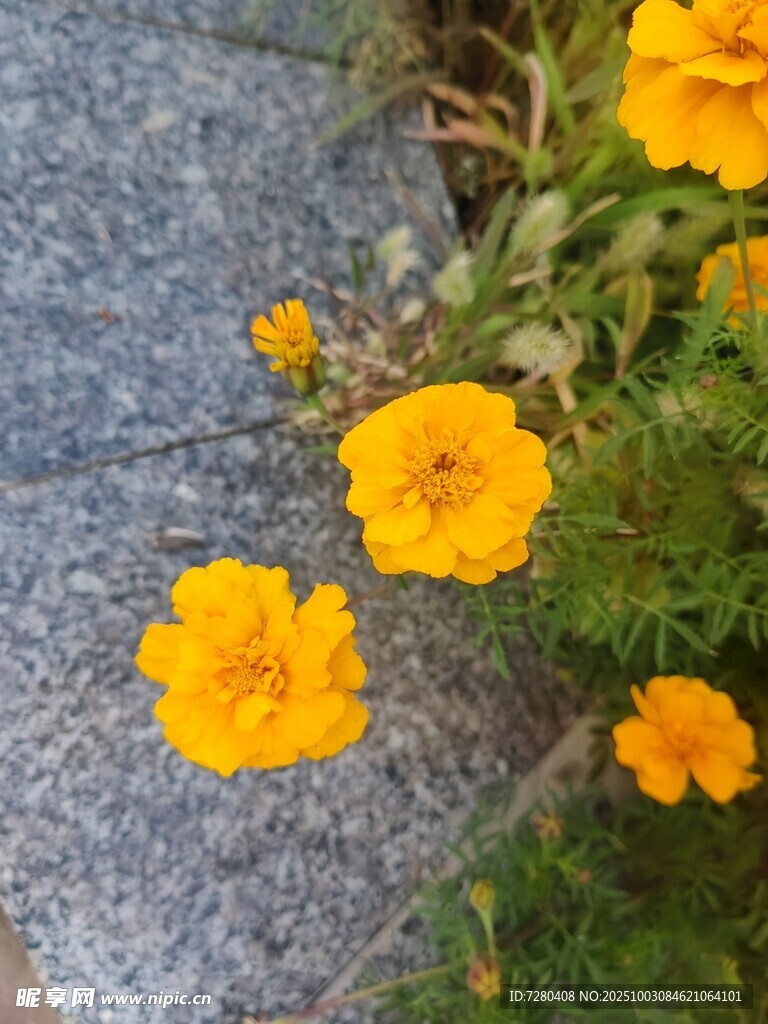 路边绽放的鲜艳黄色小花