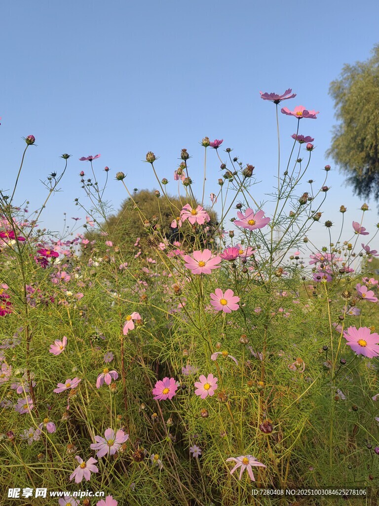 格桑花