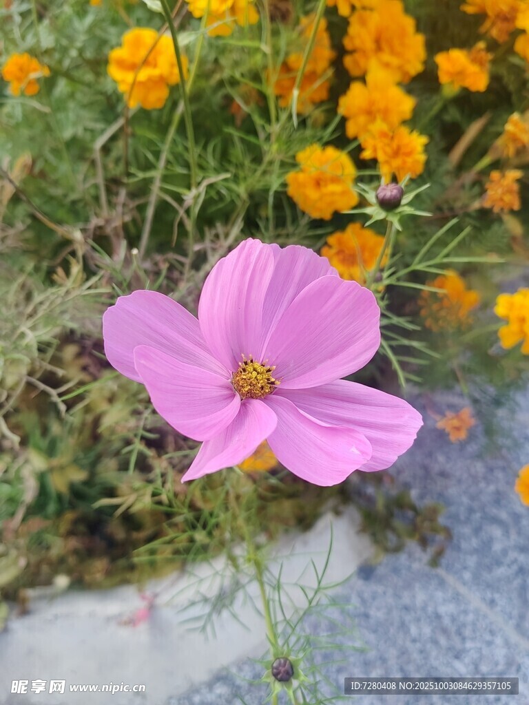 粉色花朵绽放于花丛中