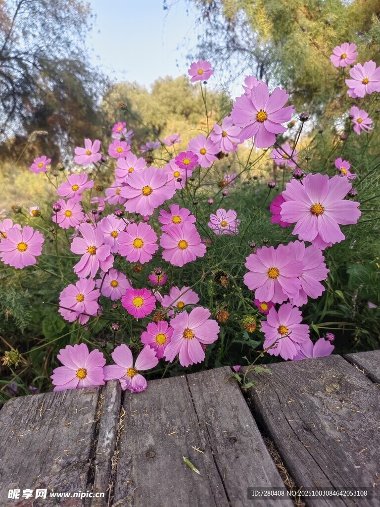 木栈道旁绽放的粉色小花