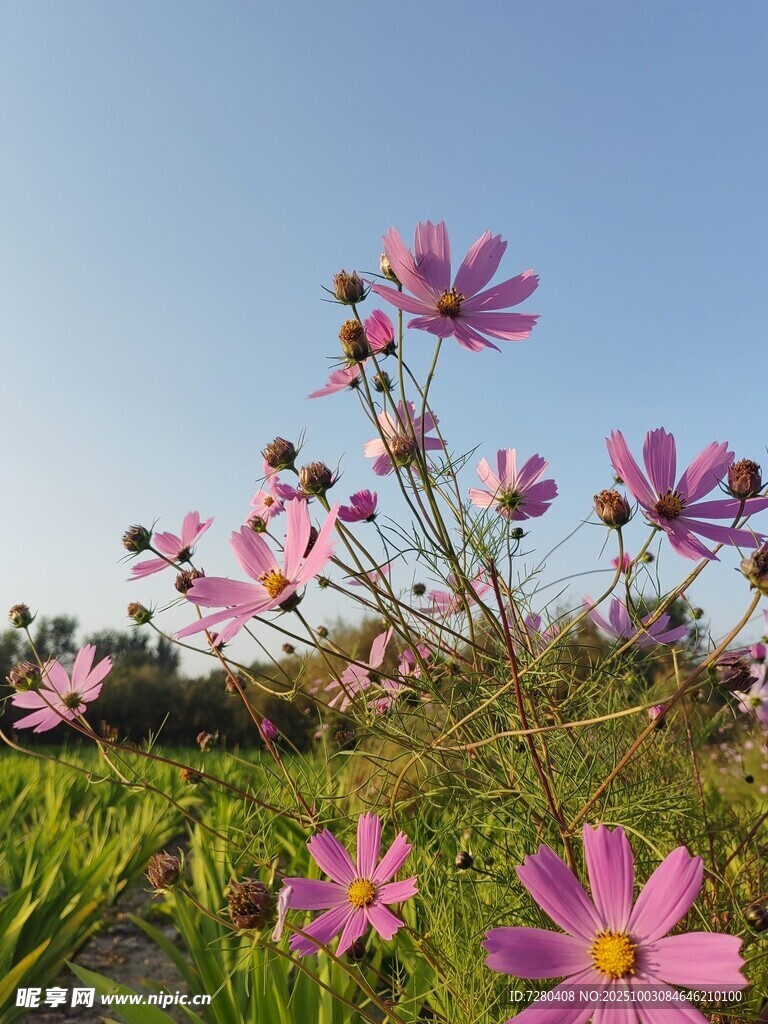 阳光下的绚烂波斯菊