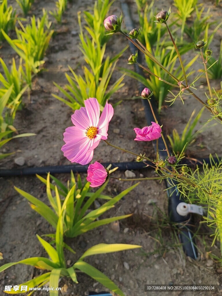 田间绽放的娇艳粉色小花