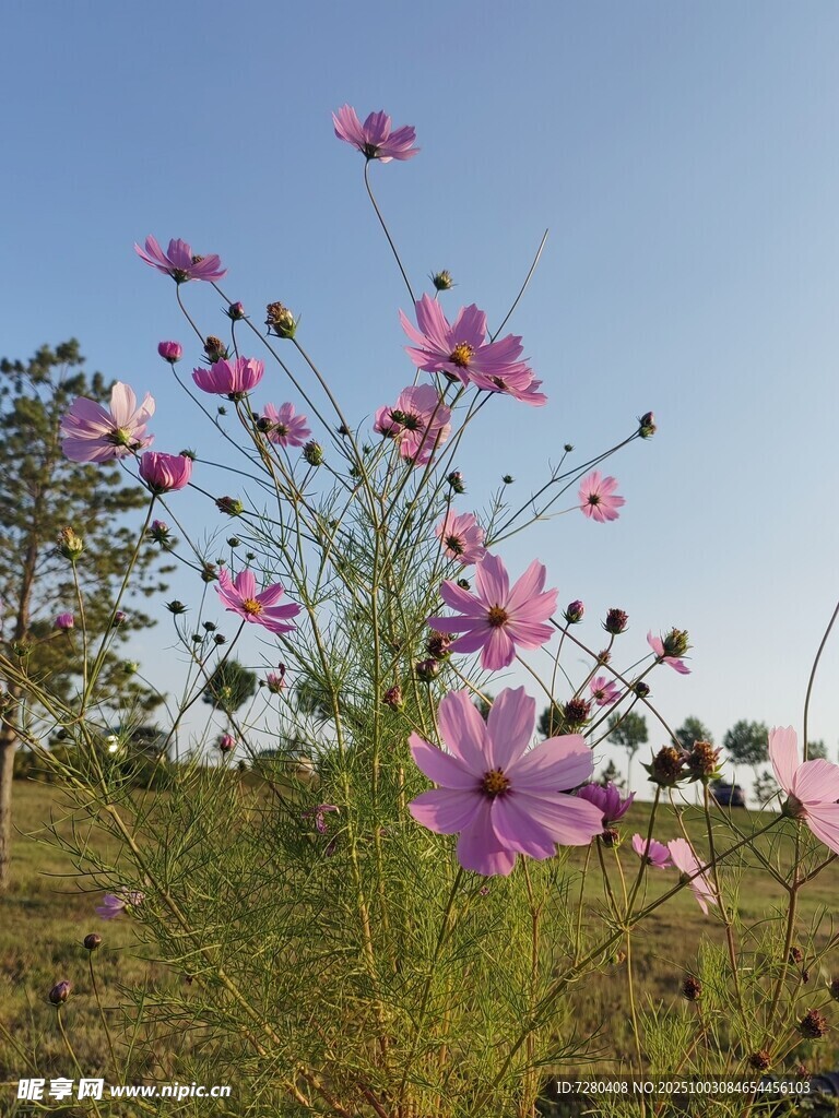 田野中的烂漫波斯菊