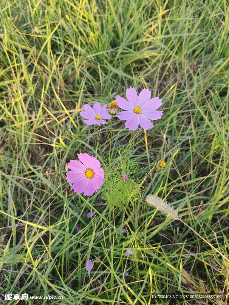 草地上的几朵紫色小花