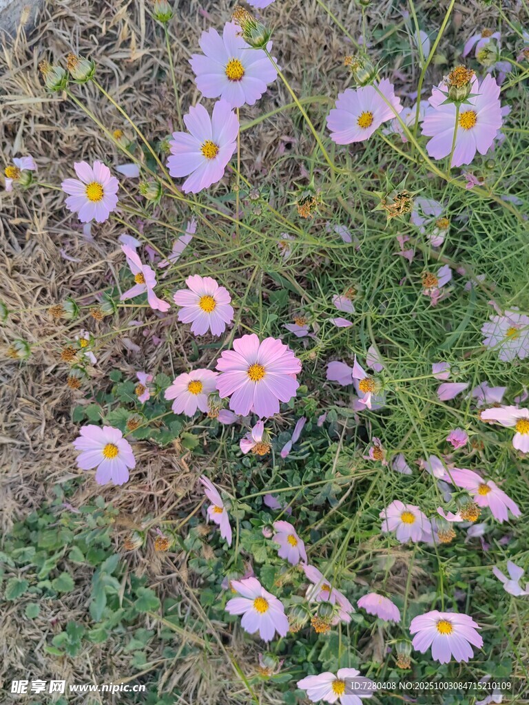 草地上绽放的美丽小雏菊