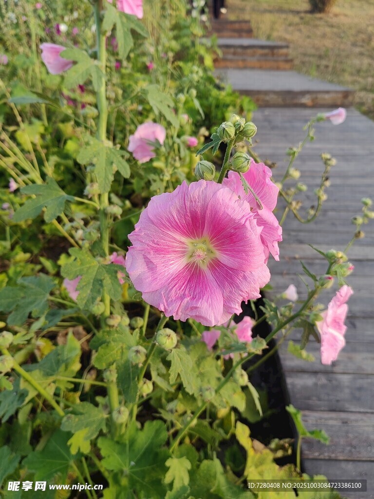 小径旁绽放的粉色蜀葵花