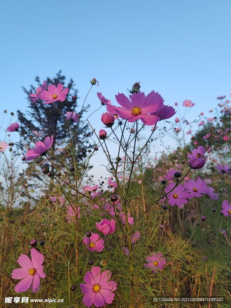 田野中的绚烂波斯菊