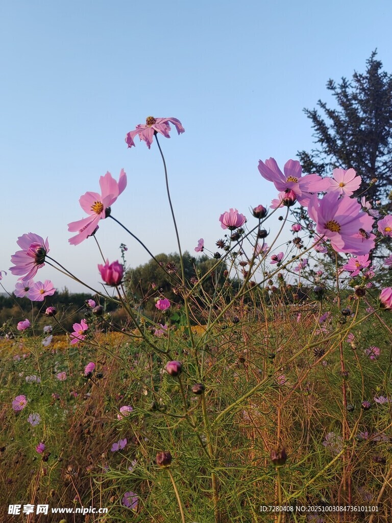 粉花绽放的美丽田野