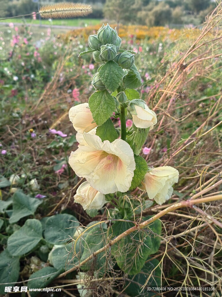 田野中的美丽蜀葵花