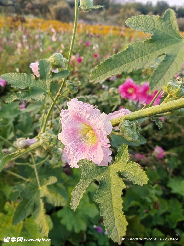 粉色蜀葵绽放于花丛中
