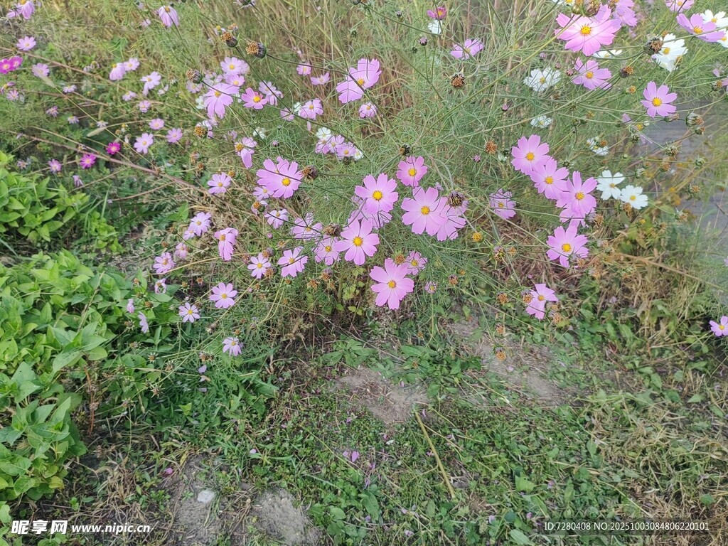 粉色花丛中的美丽景致