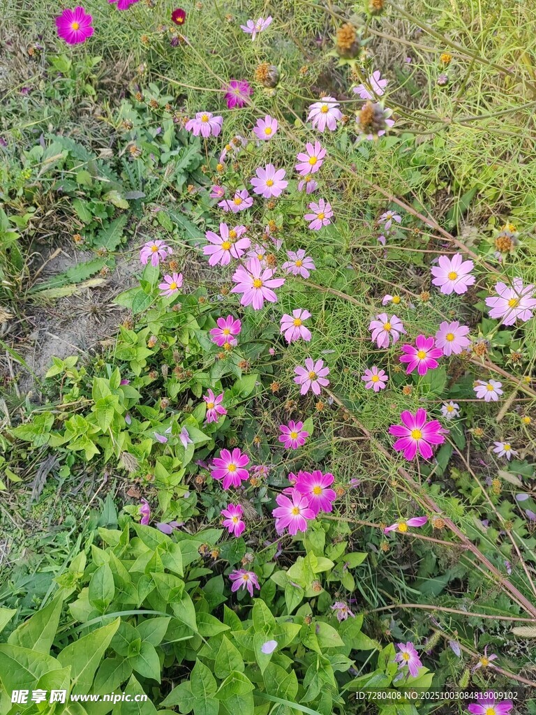 花丛绿意盎然的美丽景致