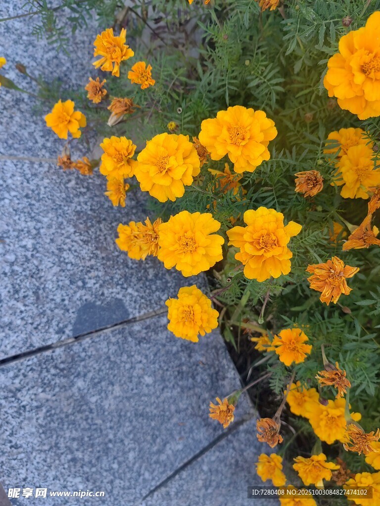 路边绽放的鲜艳黄色花朵