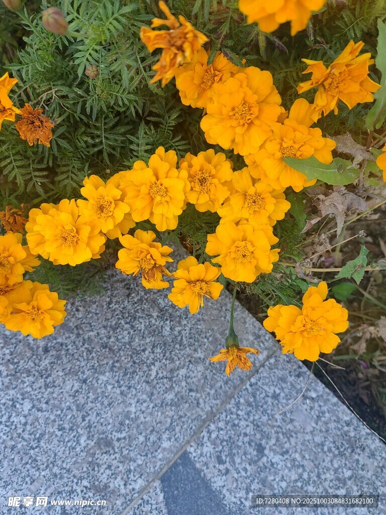 路边绽放的鲜艳黄色花朵
