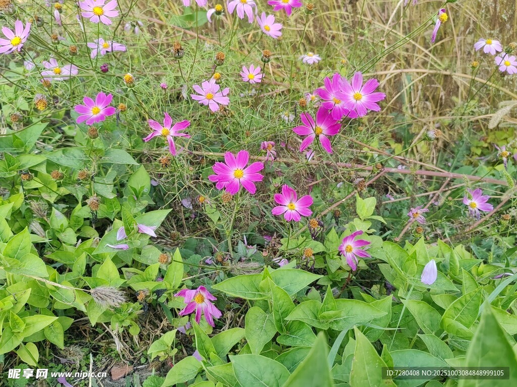 烂漫花丛中的多彩花朵