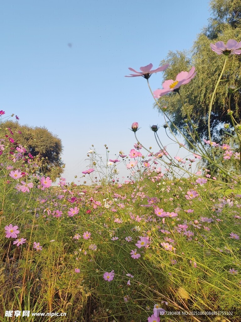 花海烂漫绽放自然之美