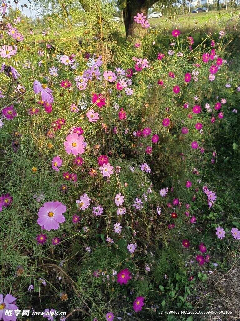 缤纷花海绽放自然之美