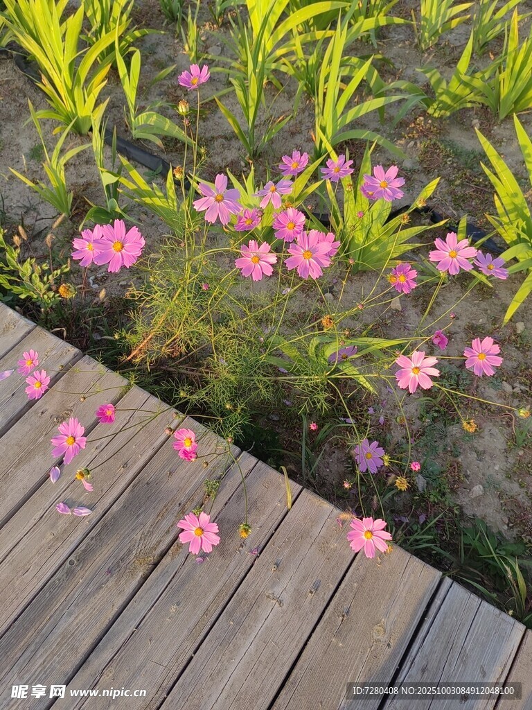 木栈道旁绽放的粉色小花