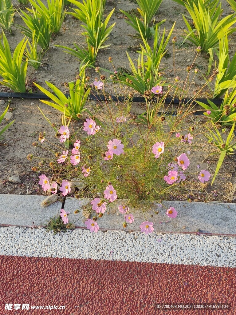 路边绽放的粉色小花