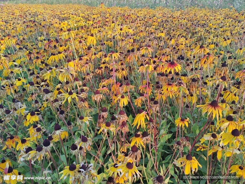 绚烂花海绽放迷人色彩