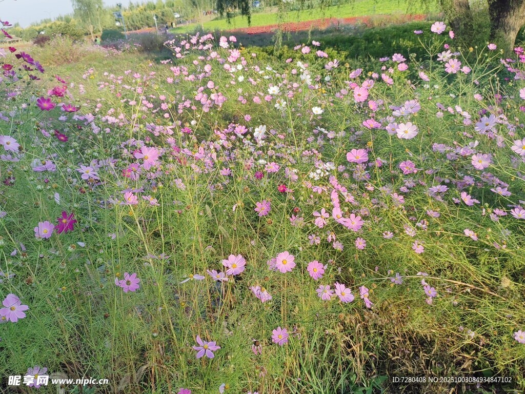 格桑花