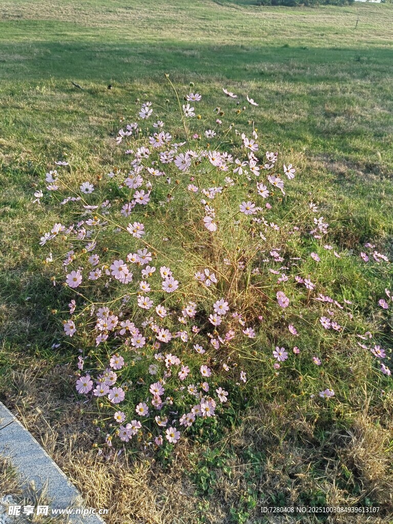 格桑花
