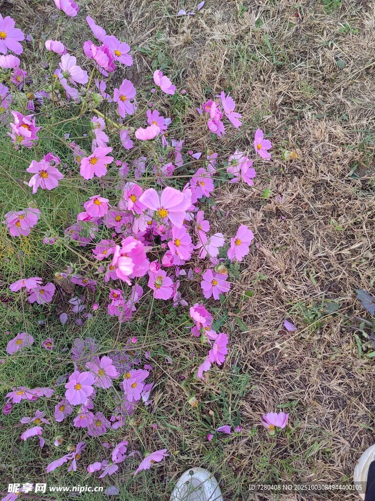 地上散落的娇艳粉色花朵