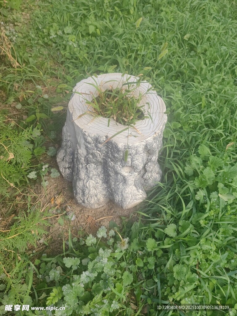 草地上的树桩