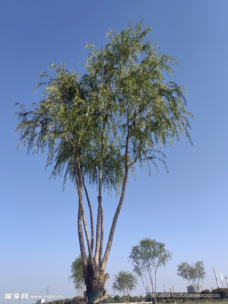 蓝天映衬下的挺拔绿树