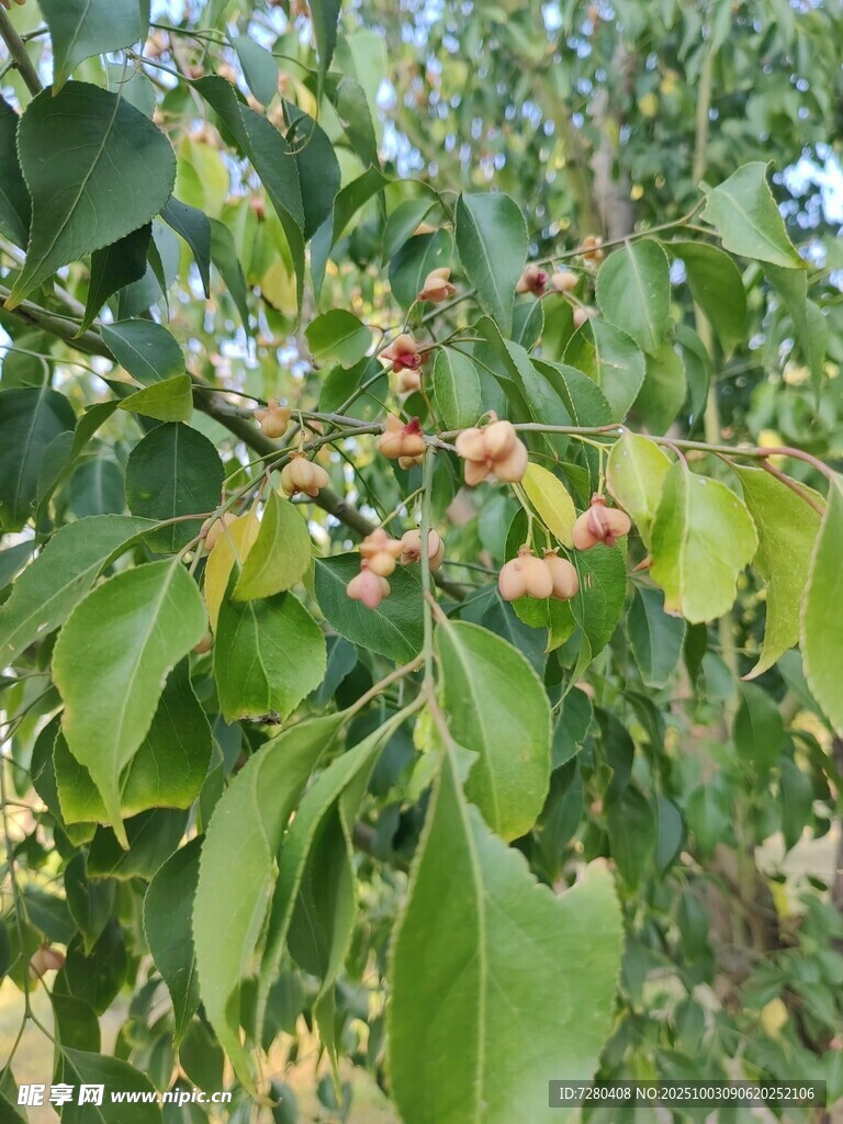 绿叶间的果实初现