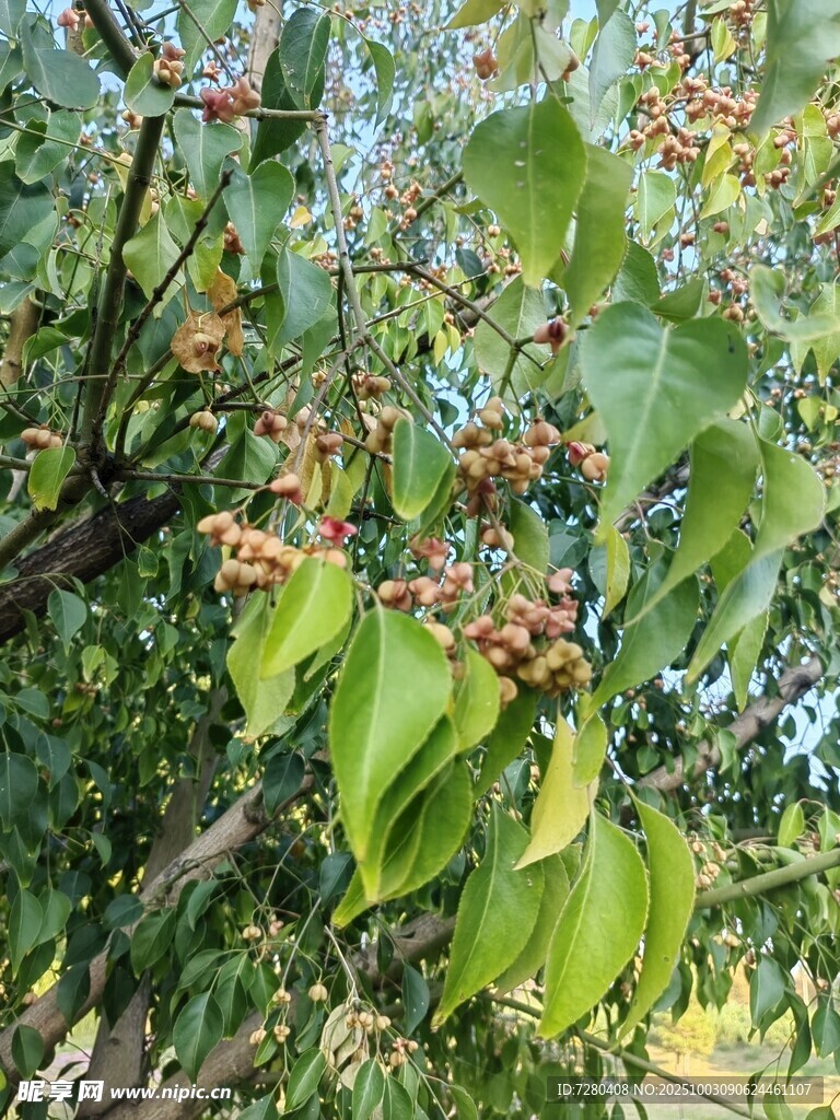 绿叶间的繁茂果实