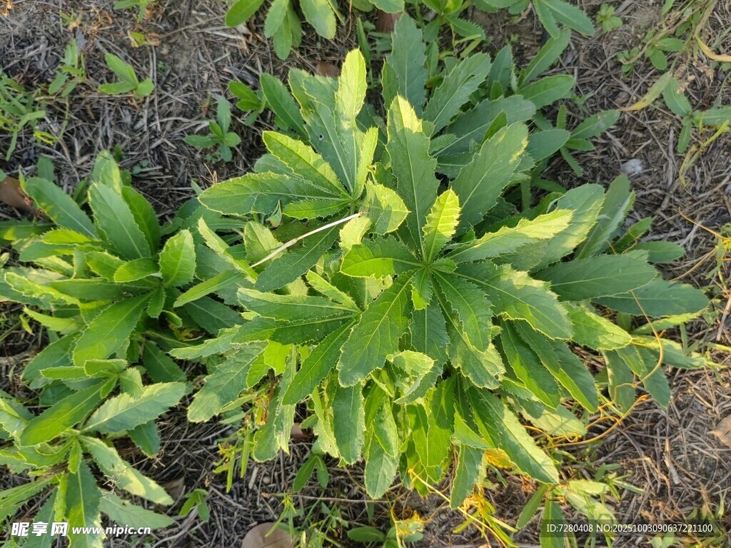 绿叶植物特写