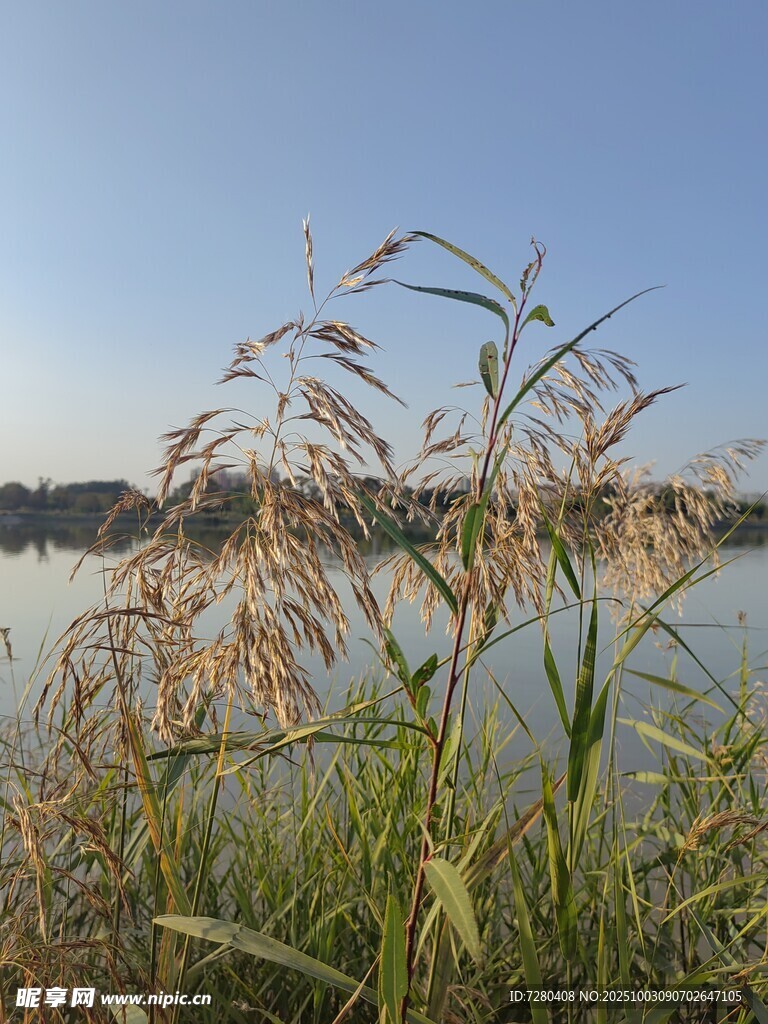 湖畔芦苇随风摇曳