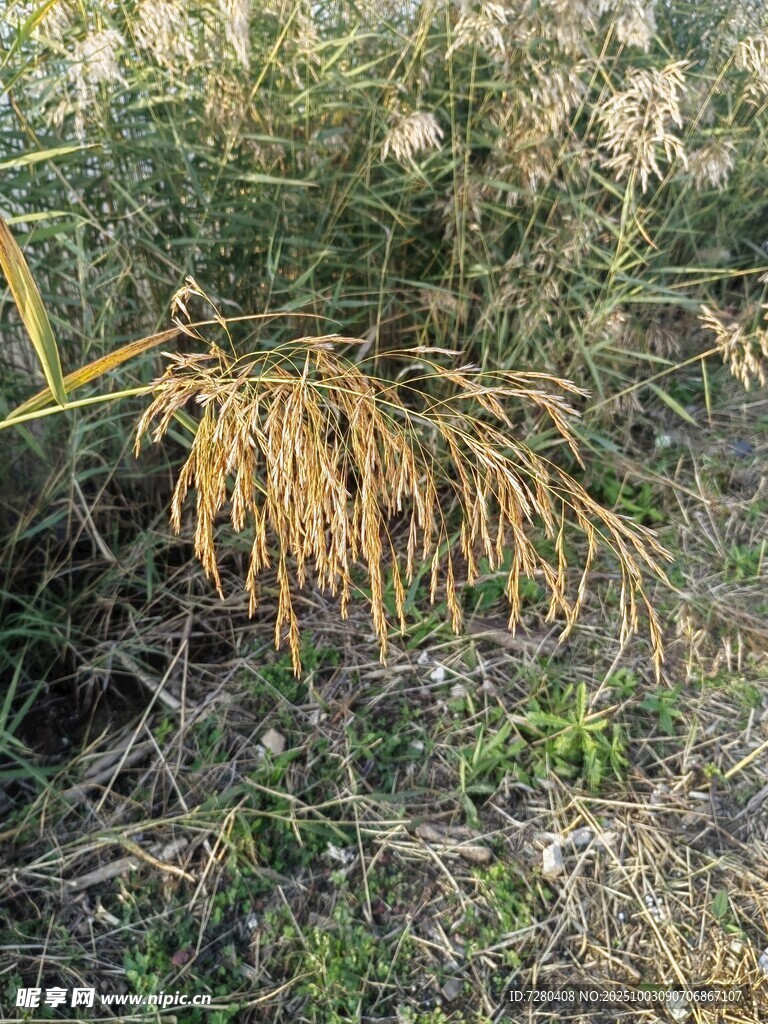 干枯植物枝蔓垂于草地
