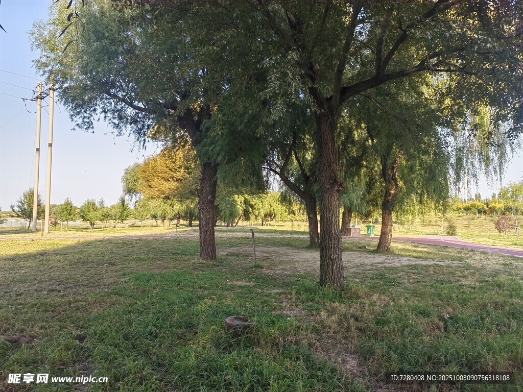 郊外绿树成荫的静谧草地
