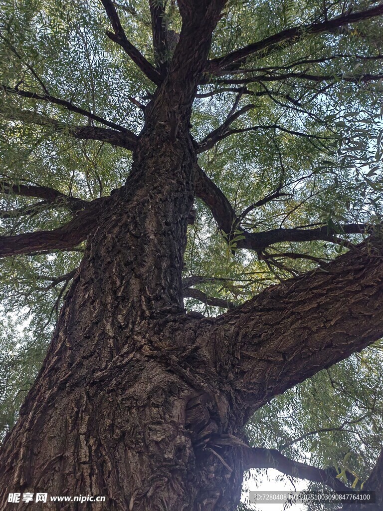 仰视参天大树