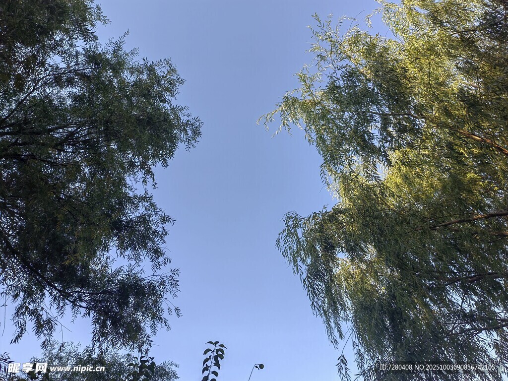 仰视绿树蓝天美景