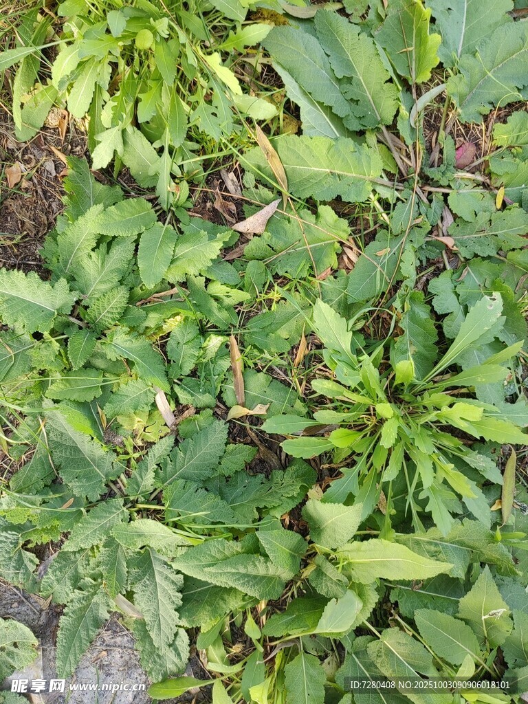 繁茂绿植特写